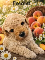 Peaches, a female Poodle - Toy  for sale in Phoenix, AZ – 1 of 2