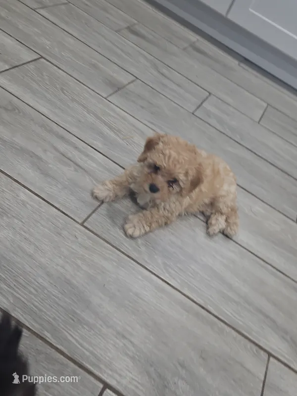 Rose – Poodle - Toy  puppy for sale in Phoenix, AZ
