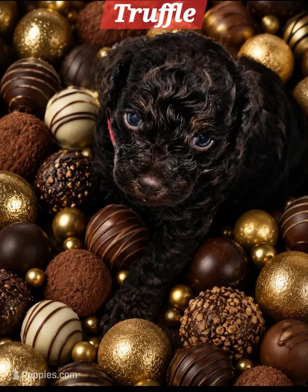 Truffle – Poodle - Toy  puppy for sale in Phoenix, AZ