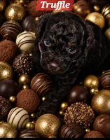 Truffle, a female Poodle - Toy  for sale in Phoenix, AZ – 1 of 3