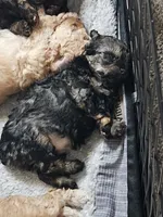 Bella, a female Poodle - Toy  for sale in Phoenix, AZ – 2 of 2