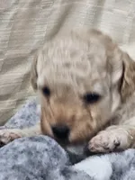 Peaches, a female Poodle - Toy  for sale in Phoenix, AZ – 2 of 2