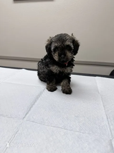 Bella – Poodle - Toy  puppy for sale in Phoenix, AZ