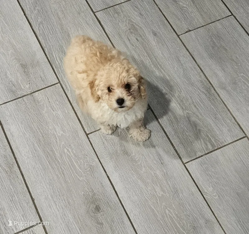 Peaches – Poodle - Toy  puppy for sale in Phoenix, AZ