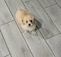 Peaches, a female Poodle - Toy  for sale in Phoenix, AZ – 2 of 8
