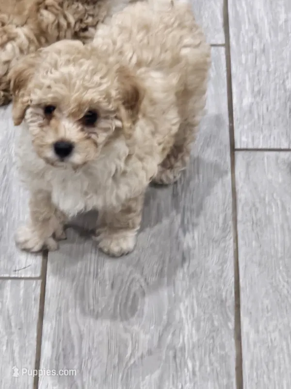 Peaches – Poodle - Toy  puppy for sale in Phoenix, AZ