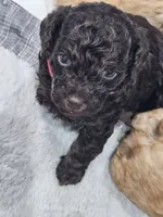 Truffle, a female Poodle - Toy  for sale in Phoenix, AZ – 2 of 3