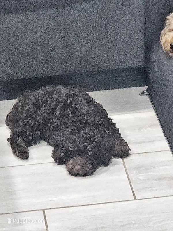 Truffle – Poodle - Toy  puppy for sale in Phoenix, AZ