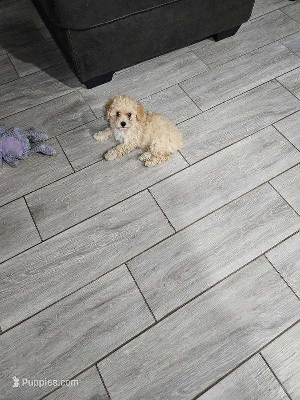 Peaches – Poodle - Toy  puppy for sale in Phoenix, AZ