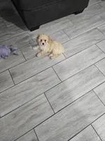 Peaches, a female Poodle - Toy  for sale in Phoenix, AZ – 1 of 8