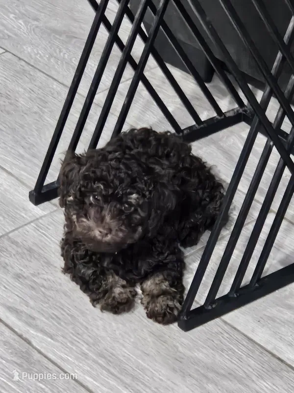 Truffle – Poodle - Toy  puppy for sale in Phoenix, AZ