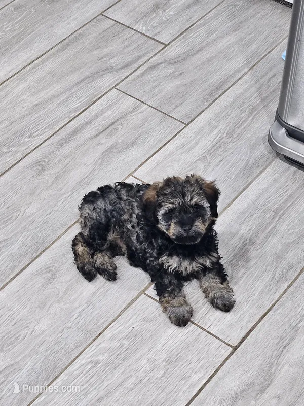 Bella – Poodle - Toy  puppy for sale in Phoenix, AZ
