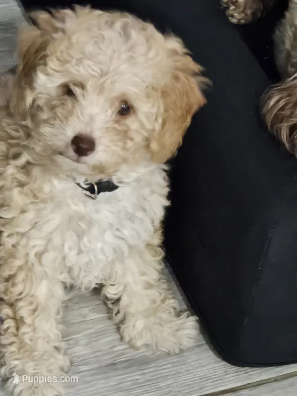 Rose – Poodle - Toy  puppy for sale in Phoenix, AZ