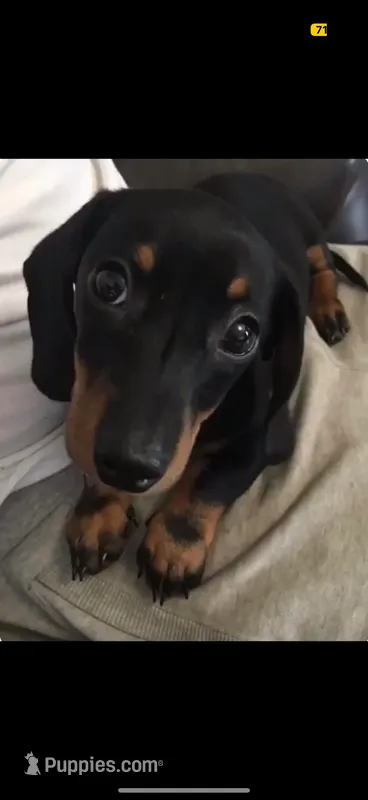 Luna – Miniature Dachshund puppy for sale in Valhalla, NY