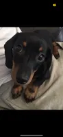 Luna, a female Miniature Dachshund for sale in Valhalla, NY – 1 of 5