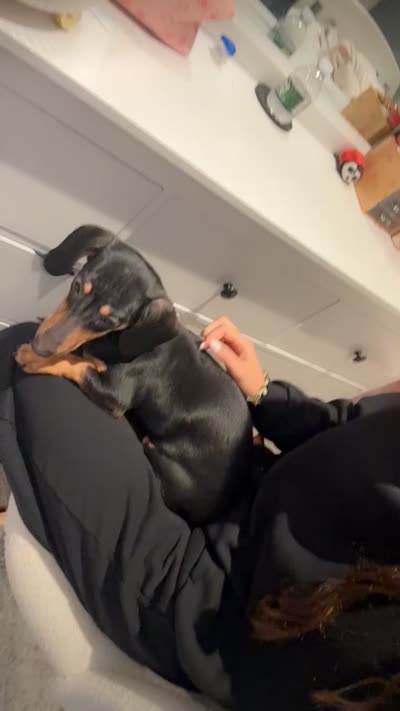 Luna, a female Miniature Dachshund for sale in Valhalla, NY – 3 of 5