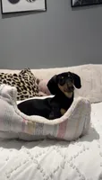 Luna, a female Miniature Dachshund for sale in Valhalla, NY – 2 of 5