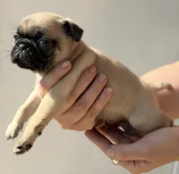 Ollie, a male Pug for sale in Austin, TX – 2 of 2