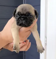 Brownie, a female Pug for sale in Austin, TX – 2 of 2