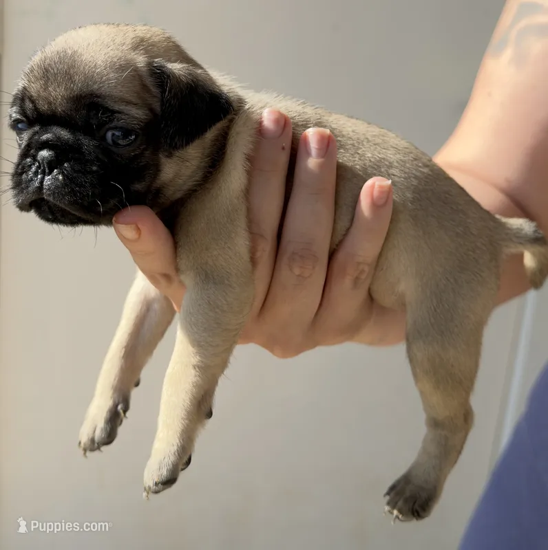 Brownie – Pug puppy for sale in Austin, TX