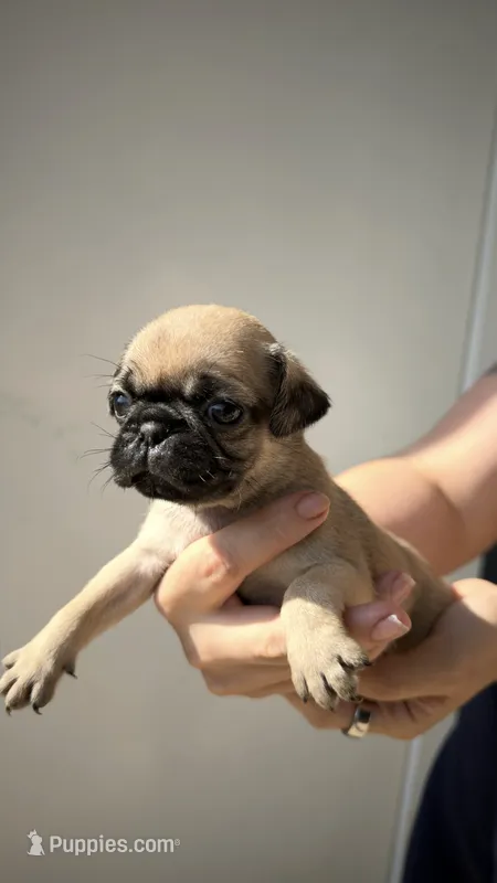 Luna – Pug puppy for sale in Austin, TX