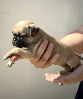 Luna, a female Pug for sale in Austin, TX – 2 of 2