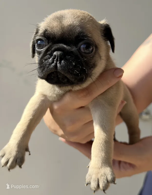 Ollie – Pug puppy for sale in Austin, TX