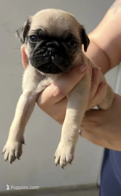 Bear – Pug puppy for sale in Austin, TX