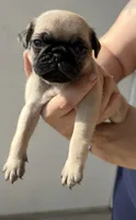 Bear, a male Pug for sale in Austin, TX – 1 of 2