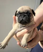 Rosie, a female Pug for sale in Austin, TX – 2 of 2
