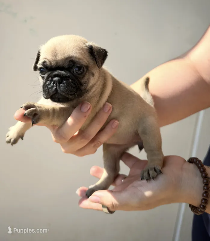 Rosie – Pug puppy for sale in Austin, TX