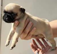 Bear, a male Pug for sale in Austin, TX – 2 of 2