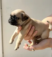 Milo, a male Pug for sale in Austin, TX – 2 of 2
