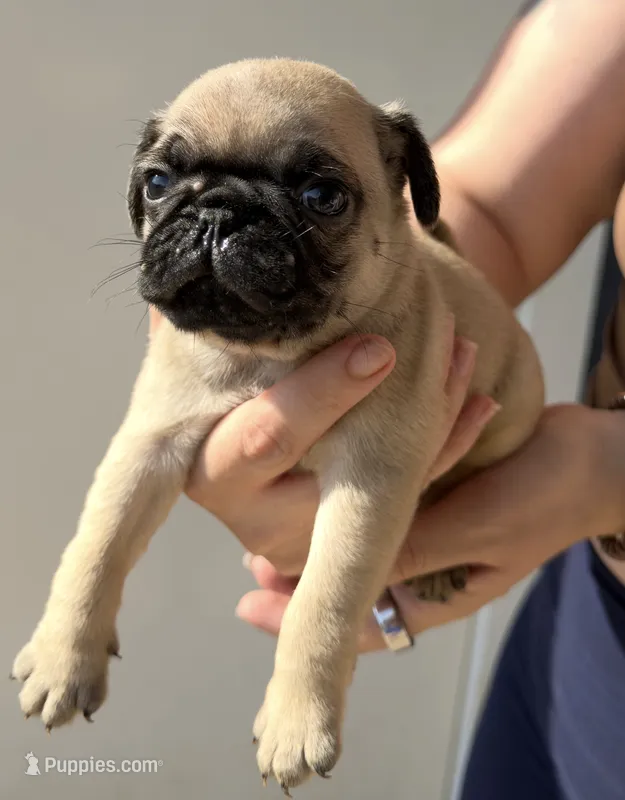 Milo – Pug puppy for sale in Austin, TX