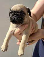 Milo, a male Pug for sale in Austin, TX – 1 of 2