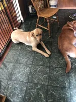 Pixie, a female Golden Retriever and Labrador Retriever for sale in Astoria, OR – 3 of 3