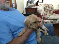 Pip, a female Labrador Retriever for sale in Astoria, OR – 2 of 4