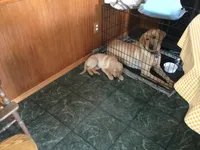 Simba, a male Golden Retriever and Labrador Retriever for sale in Astoria, OR – 2 of 3