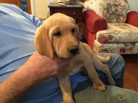Archie, a male Golden Retriever and Labrador Retriever for sale in Astoria, OR – 1 of 2