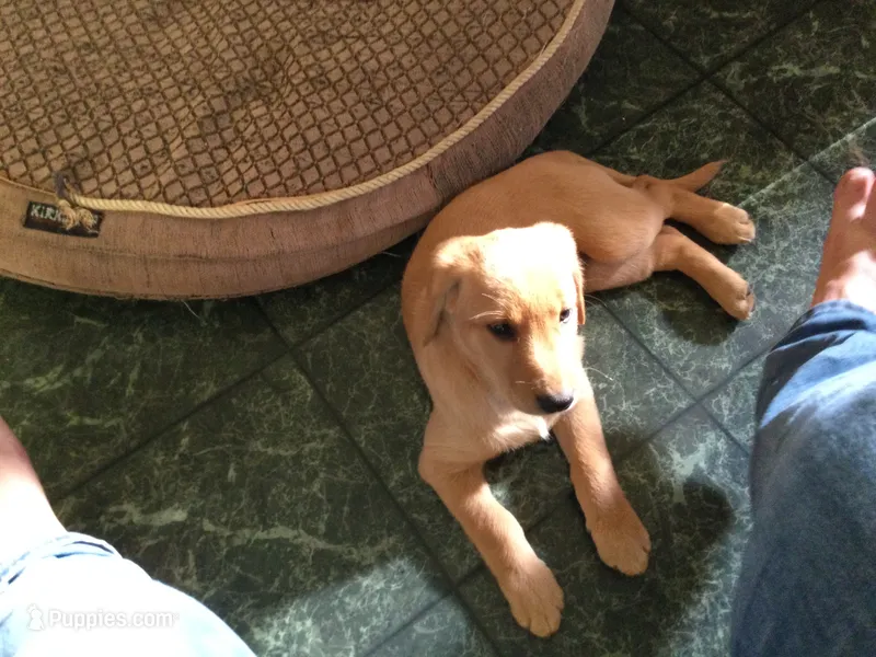 Muffin – Labrador Retriever puppy for sale in Astoria, OR