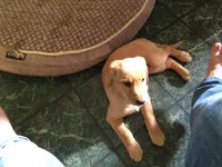Muffin, a female Labrador Retriever for sale in Astoria, OR – 1 of 3