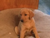 Tank, a male Labrador Retriever for sale in Astoria, OR – 2 of 3