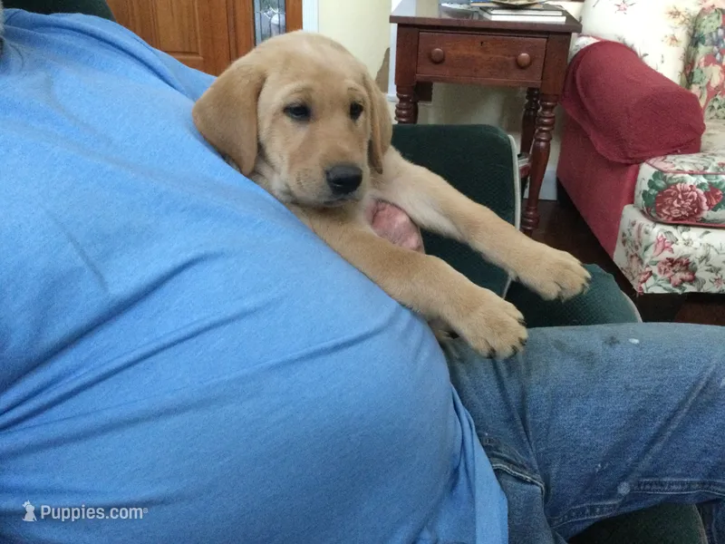 Bear  – Labrador Retriever puppy for sale in Astoria, OR
