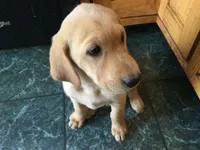 Simba, a male Golden Retriever and Labrador Retriever for sale in Astoria, OR – 3 of 3