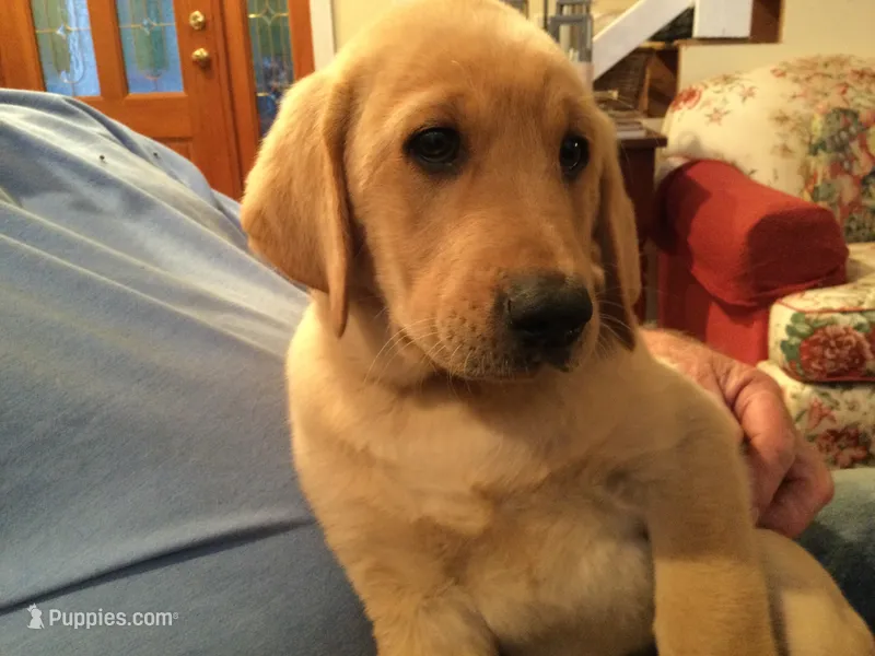 Ranger – Labrador Retriever puppy for sale in Astoria, OR