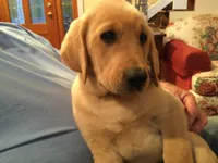 Ranger, a male Labrador Retriever for sale in Astoria, OR – 1 of 2