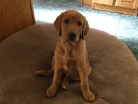 Nutmeg, a female Golden Retriever and Labrador Retriever for sale in Astoria, OR – 2 of 3