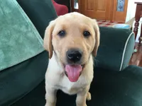 Nevada, a female Labrador Retriever for sale in Astoria, OR – 2 of 2