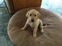 Gypsie, a female Golden Retriever and Labrador Retriever for sale in Astoria, OR – 2 of 2