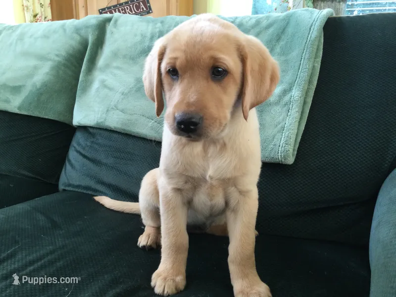 Nevada – Labrador Retriever puppy for sale in Astoria, OR